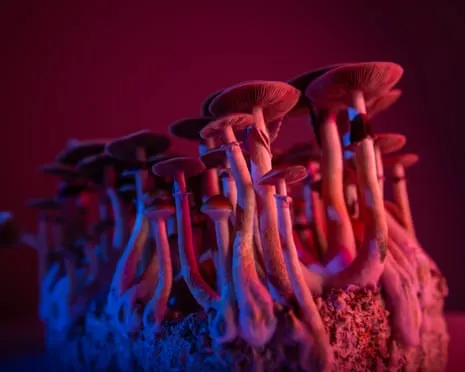 About Psychedelics by Justin Smith-Ruiu: A Philosophical Journey into Psychedelics